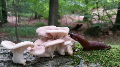En brun snigel äter av en svamp i en skog.