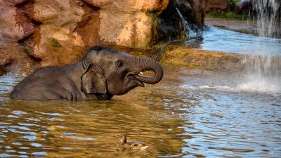 Elefant