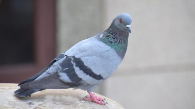 Duva